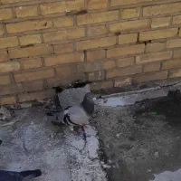 پلاکی نر
