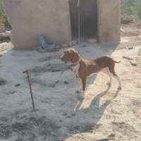 سگ شکاری دونبلانی حرفی|سگ|مینودشت, |دیوار