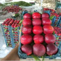 انواع نهال میوه خاص و کمیاب