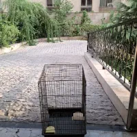 قفس ۱۰۳۳