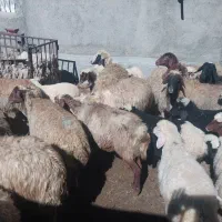 گوسفند و بره