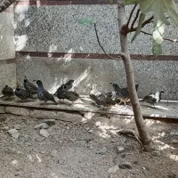 بلدرچین کالیفرنیایی بالغ