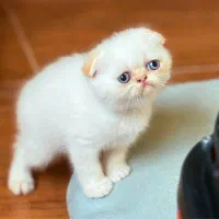 بریتیش شورت هیر