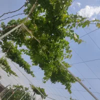 فروش و معاوضه باغ ویلای خوش اب و هوا|فروش خانه و ویلا|بهار, |دیوار