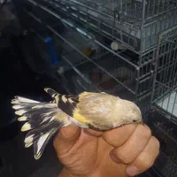 جوجه سهره تعداد|پرنده|گلستان (تهران), |دیوار