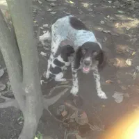 واگذاری سگ سیتر