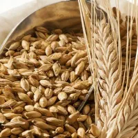 نهاده های دامی و کشاورزی