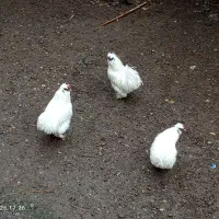 جوجه