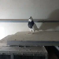 کفتر سینه سرخ نر وطوق سیاه نر|پرنده|صدرا-فارس, فاز ۲|دیوار