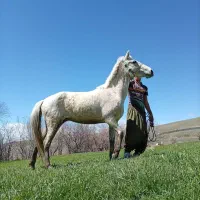 مادیان نژاد کرد کاملاً رام و سواری