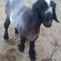 بره قوچی|حیوانات مزرعه|شیراز, حافظیه|دیوار