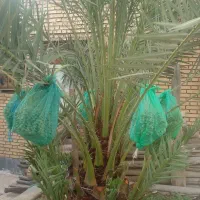 پاک کردن انواع نخل