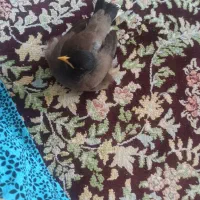 پرنده مرغ مینا نزدیک سخنگو شدن مهربون رام|پرنده|بهشهر, |دیوار