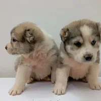 آلابای درجه یک|سگ|تهران, سعادت‌آباد|دیوار