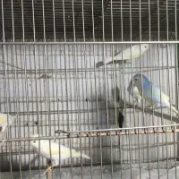 قناری|پرنده|ری, علایین|دیوار