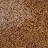 گندم فروشی پاک درشت