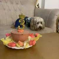 لئو/۳سال نیم اش/میخوام واگذار اش کنم