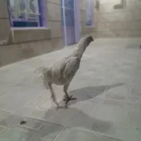 هر دوتا ۲میلیون