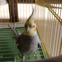 عروس هلندی