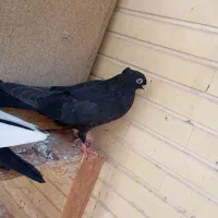 کبوتر درجه یک بازی دار|پرنده|شاهین‌شهر, حافظ شمالی|دیوار