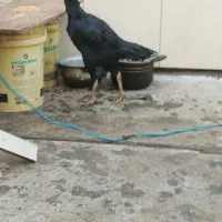 مرغ لاری اوشامو|حیوانات مزرعه|شهریار, شهرک بهاران (ویره)|دیوار