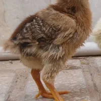 جوجه بوقلمون