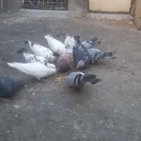 کفتر مشهد|پرنده|مشهد, شهید معقول|دیوار