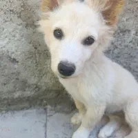سگ پا کوتاه