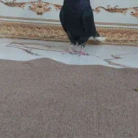 دمسفید اشعل ۴۰ سانتی