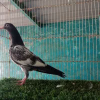 کبوتر پاکستانی پروازی