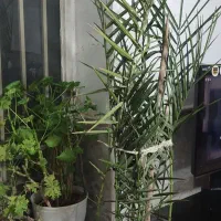 درختچه خرما