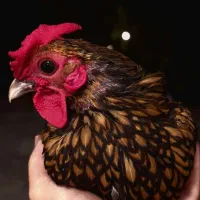 فروش یک جفت سیبرایت