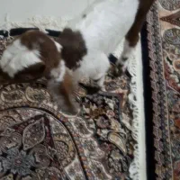 دو عدد بز غزاله بیست روزه|حیوانات مزرعه|چناران, |دیوار