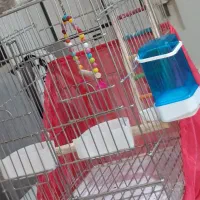 عروس هلندی نر باقفس