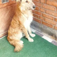 واگذاری سگ قدرجونی ۶ماهه نگهبان