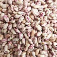 لوبیا چیتی تمیز وپاک شده بدون یک دونه اشغال