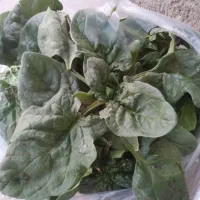 شوید و اسفناج درجه ۱ساقه کوتاه در محل کیلو ۴۵|خوردنی و آشامیدنی|شاهرود, |دیوار