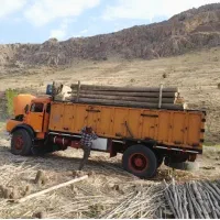 خریدار انواع چوب|خدمات باغبانی و درختکاری|کامیاران, |دیوار