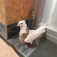 جفت طوقی|پرنده|آذرشهر, |دیوار