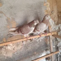 کفتر درجه یک ضمانتی|پرنده|رباط‌کریم, انجم آباد|دیوار