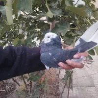 کفتر غلاقی سیا معر مایه کفتر