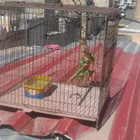 قناری ماده جفتی سهره