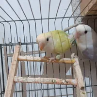 طوطی برزیلی