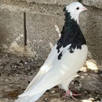 کبوتر طوقی ماده|پرنده|جم, |دیوار