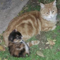 گربه خونگی با بچه ش (رایگان)