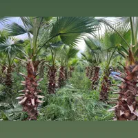 فروش پالم واشنگتن صادراتی کلی یا جزئی