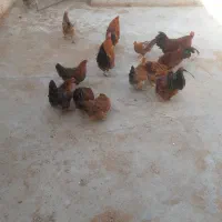 ۱۵تا مرغ و ۹ تا نیمچه مرغ ۶ ماهه .۵ تاخروس دوساله|حیوانات مزرعه|میاندوآب, |دیوار