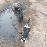 اردک|حیوانات مزرعه|قم, بنیاد|دیوار