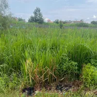 فروش زمین مسکونی|فروش زمین و ملک کلنگی|رشت, عینک|دیوار