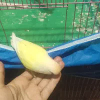 کوتوله برزیلی دستی|پرنده|مبارکه, |دیوار